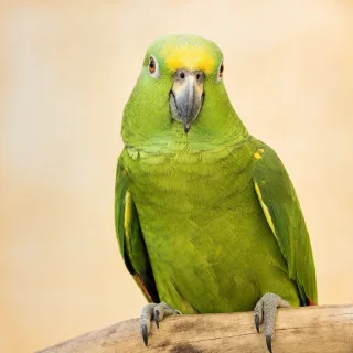 Aves