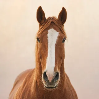 Equinos
