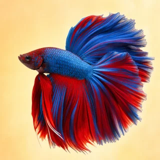 Peces