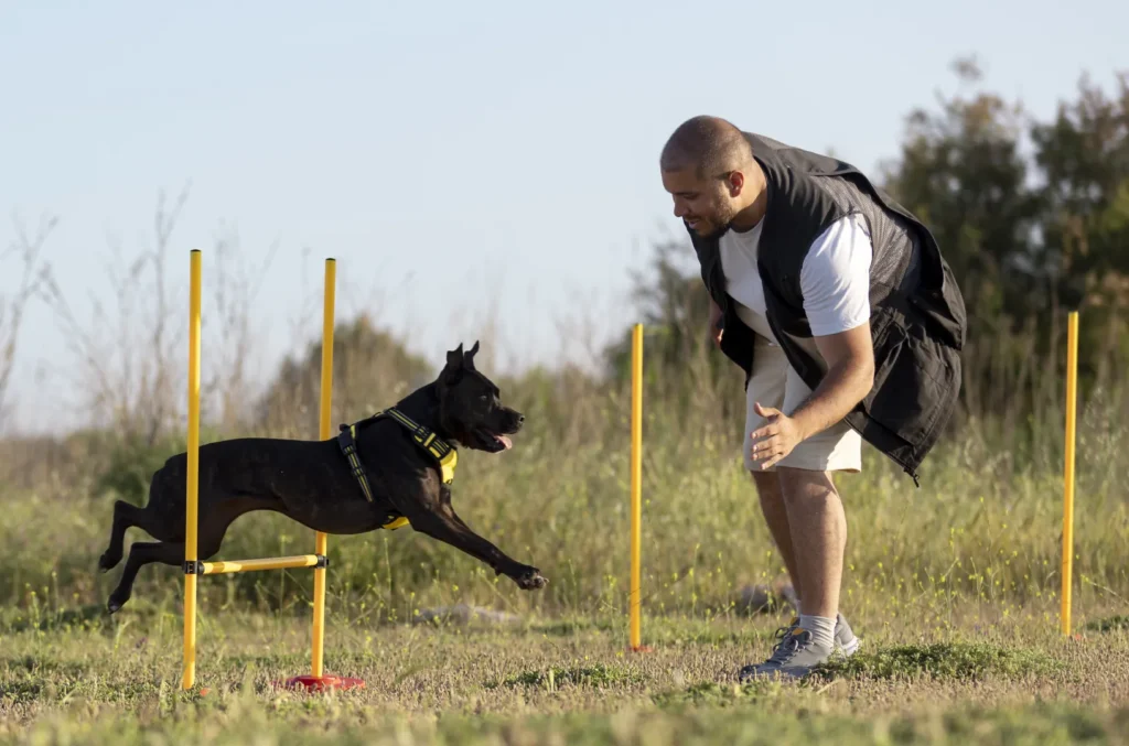 Guía de Adiestramiento Canino: Del Sofá al Perro Operativo K9