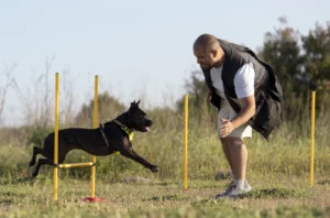 Guía de Adiestramiento Canino: Del Sofá al Perro Operativo K9