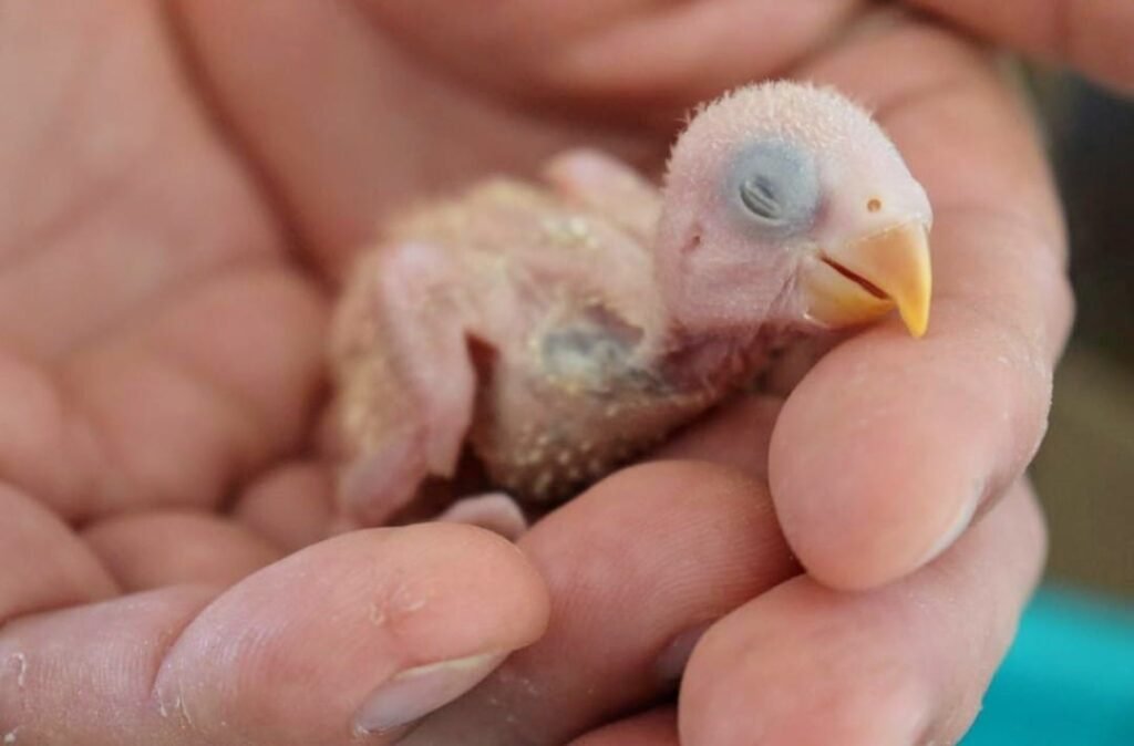 loro bebé